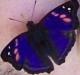 Avatar de Lola78